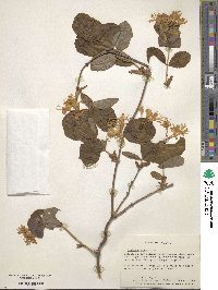 Lonicera flava image