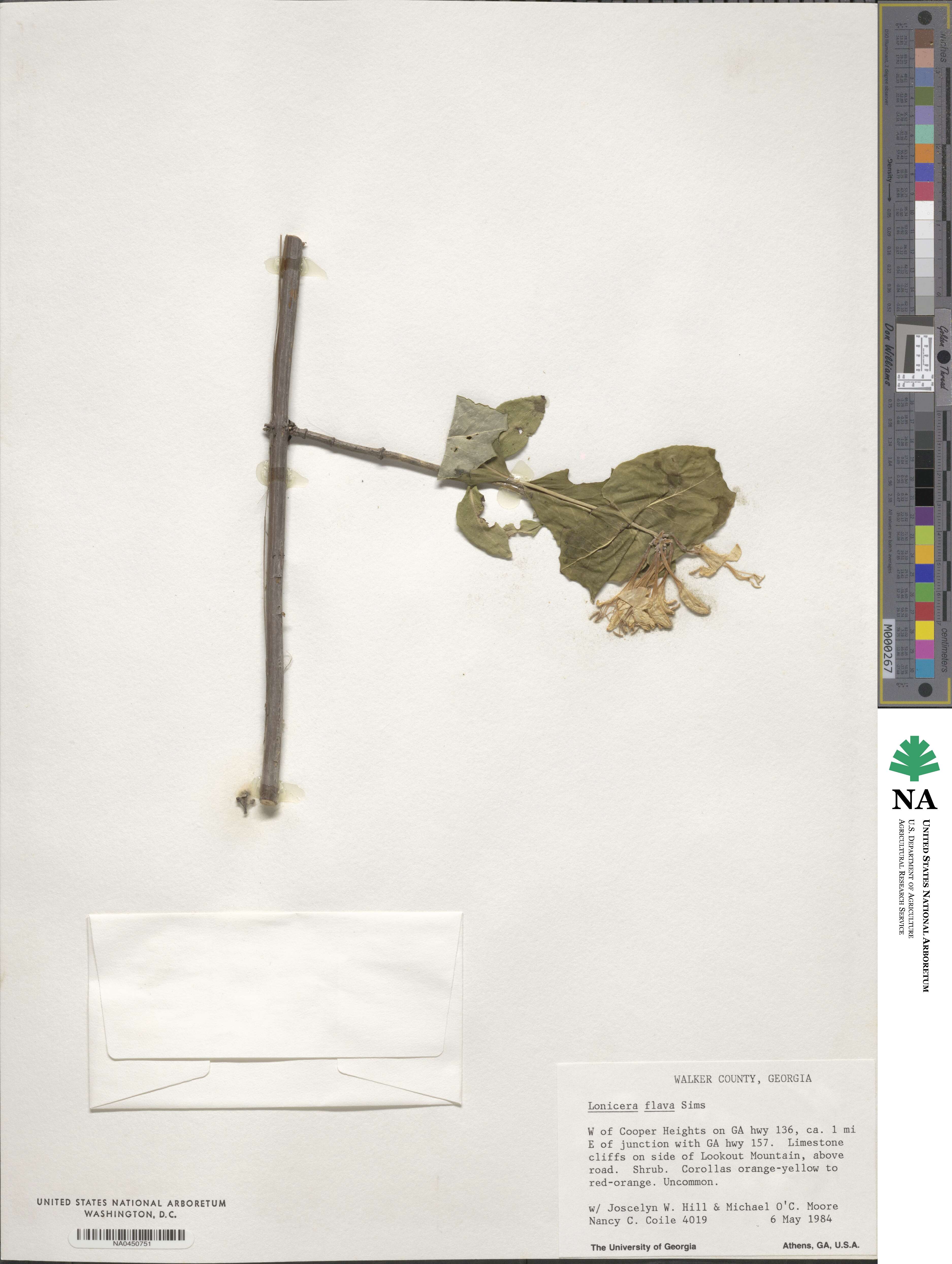 Lonicera flava image