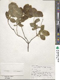 Lonicera flava image