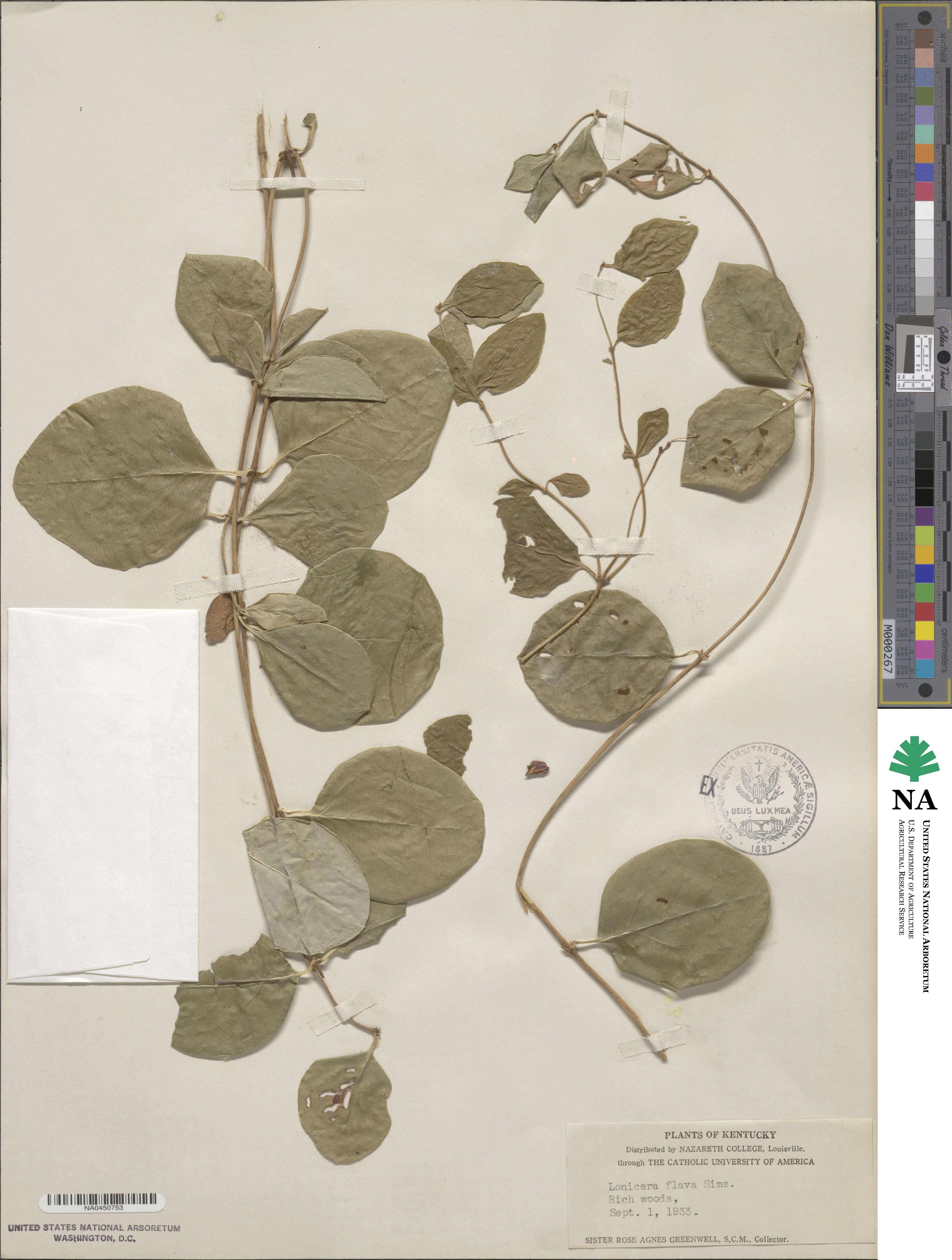 Lonicera flava image