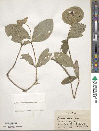 Lonicera flava image