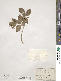 Lonicera flava image