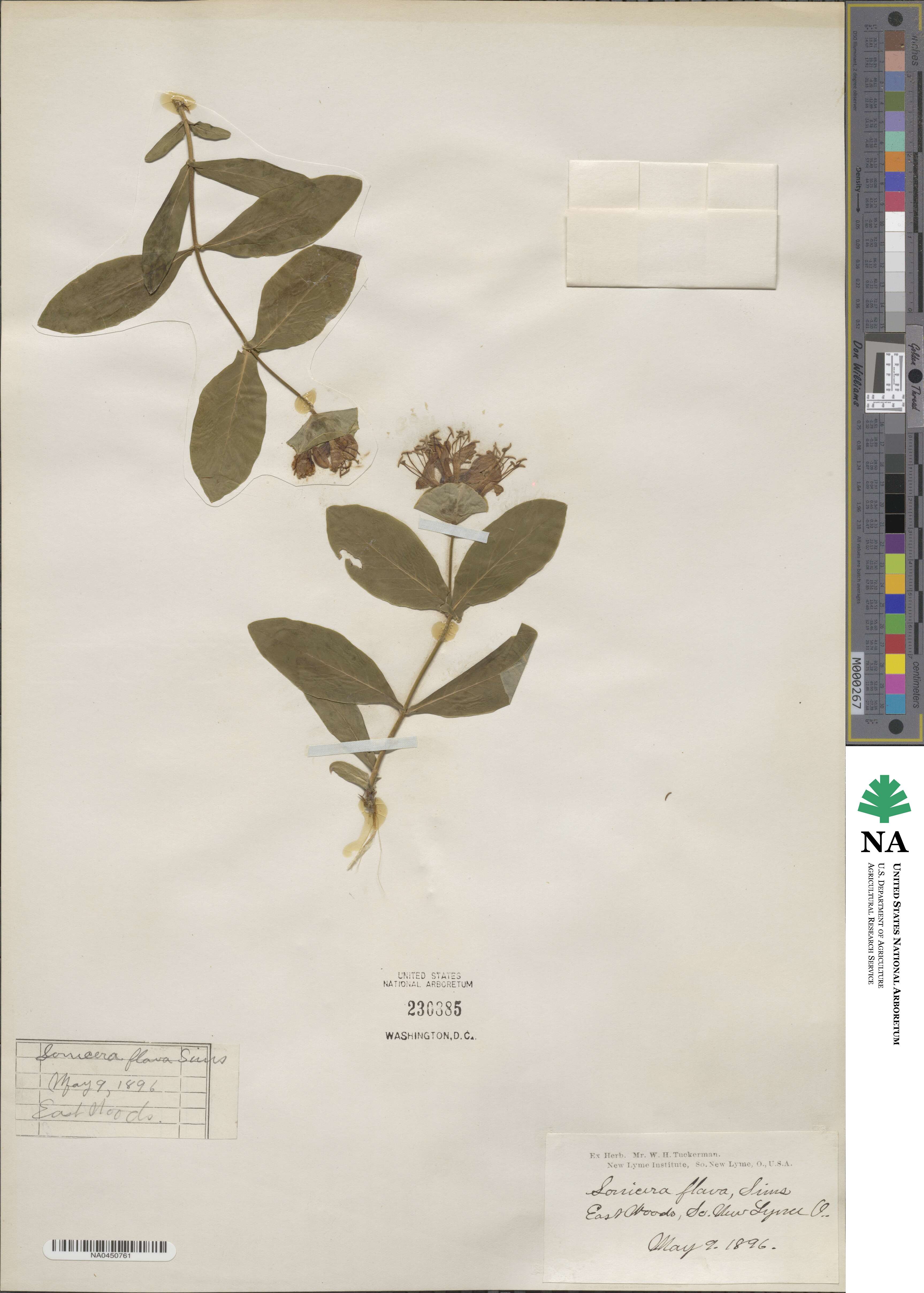 Lonicera flava image