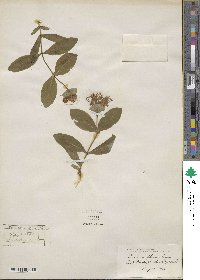 Lonicera flava image