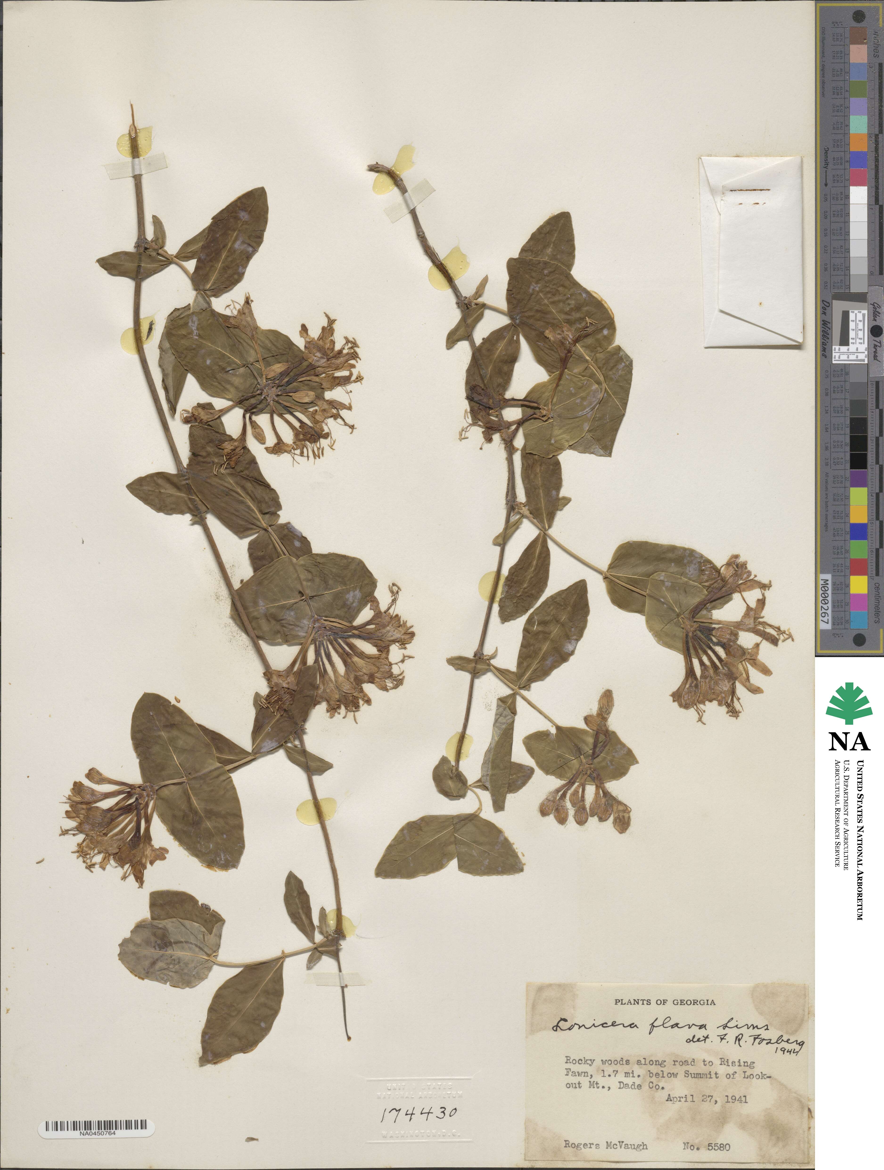 Lonicera flava image