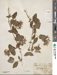 Lonicera flava image