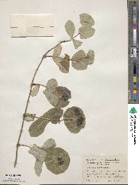 Lonicera flava image