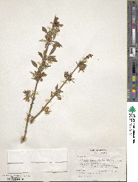 Lonicera fragrantissima image