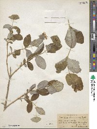 Lonicera dioica image