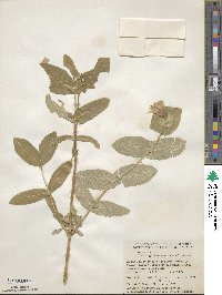 Lonicera dioica image