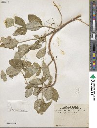 Lonicera dioica image