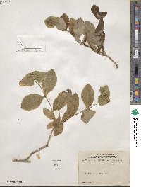 Lonicera dioica image