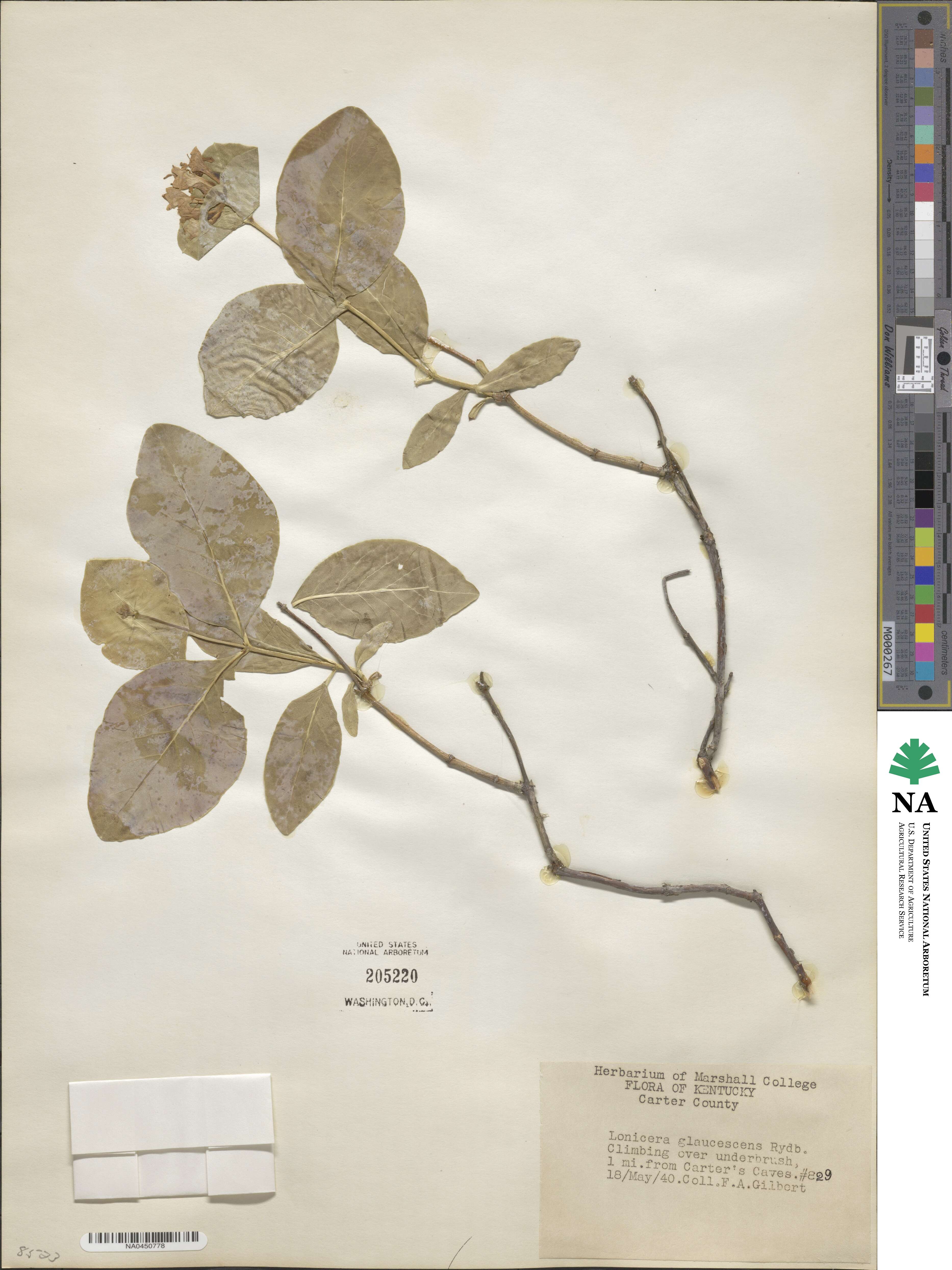 Lonicera dioica image