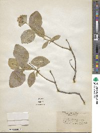 Lonicera dioica image