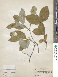 Lonicera dioica image