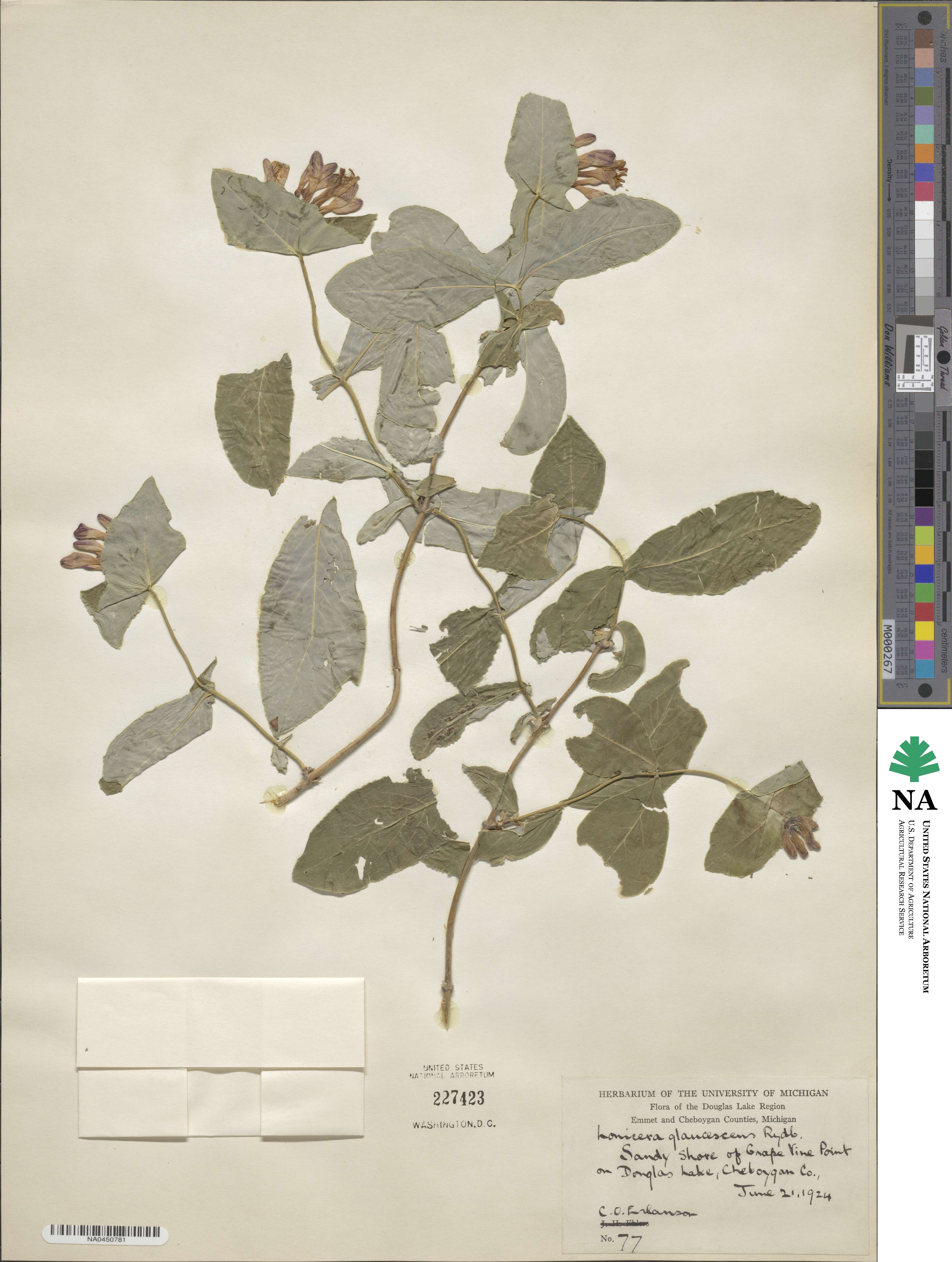 Lonicera dioica image