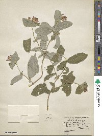 Lonicera dioica image