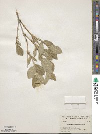 Lonicera dioica image