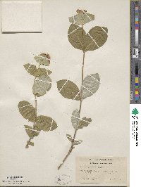 Lonicera dioica image