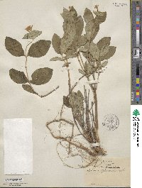 Lonicera dioica image