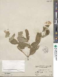 Lonicera dioica image