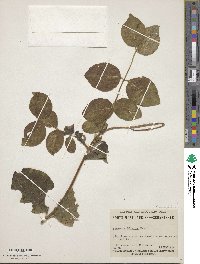 Lonicera hirsuta image