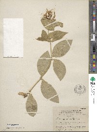 Lonicera hirsuta image