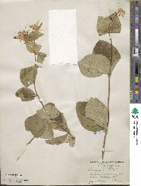 Lonicera hirsuta image