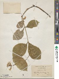 Lonicera hirsuta image