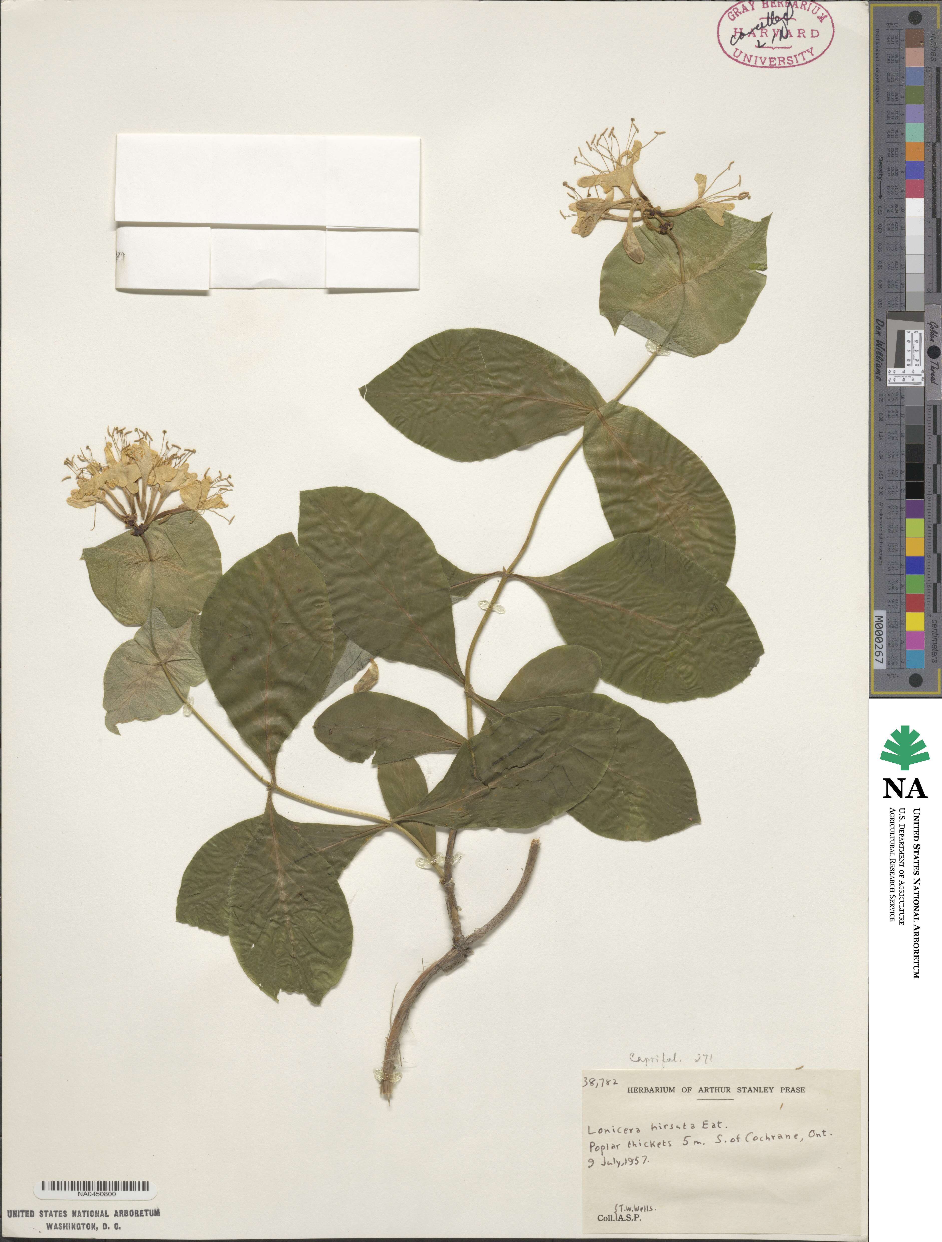 Lonicera hirsuta image