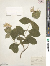 Lonicera hirsuta image