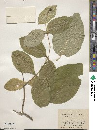 Lonicera hirsuta image