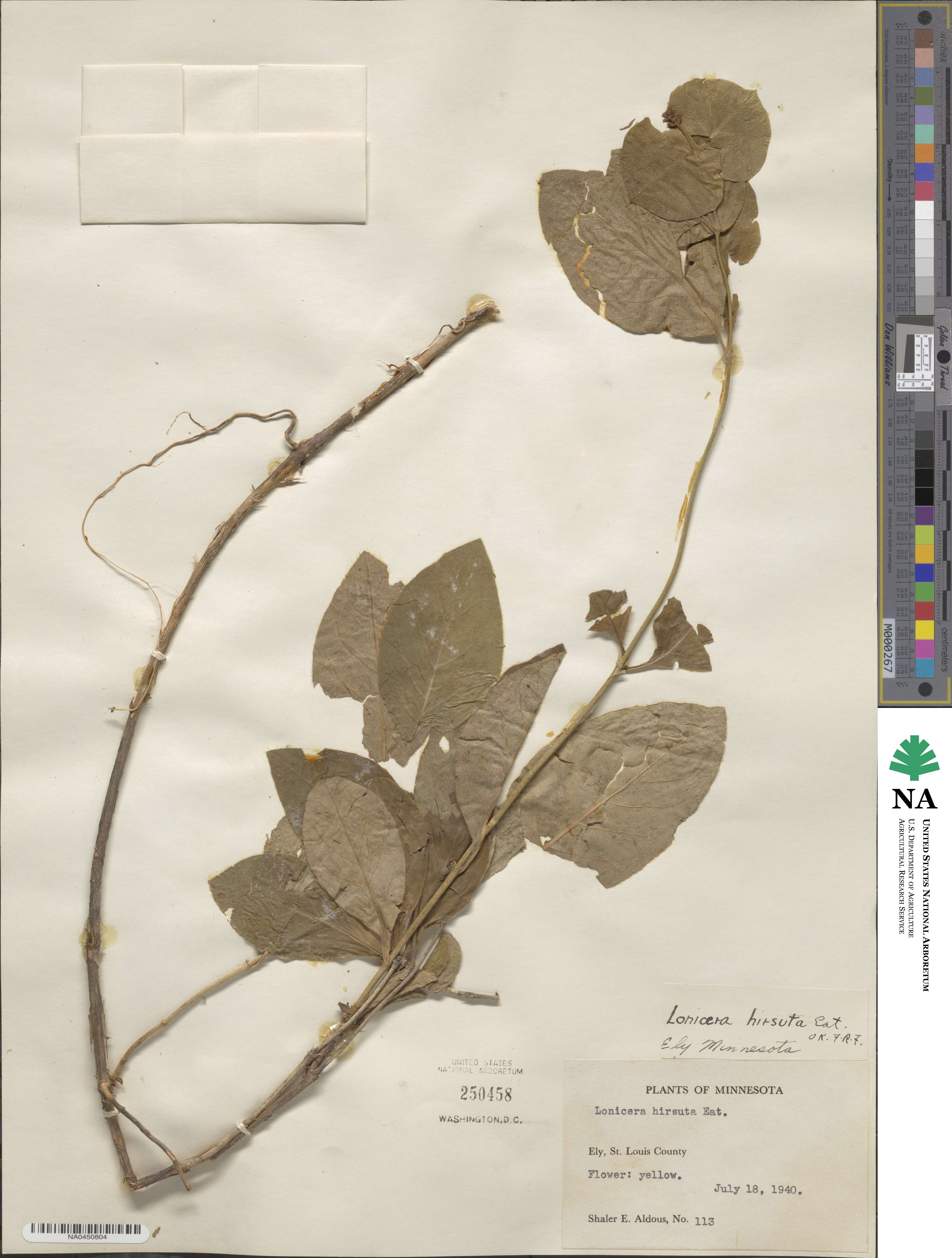 Lonicera hirsuta image