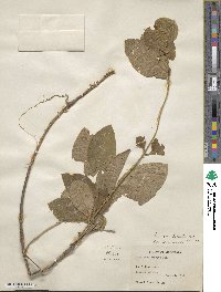 Lonicera hirsuta image