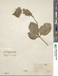 Lonicera hirsuta image