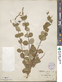 Lonicera hispidula image