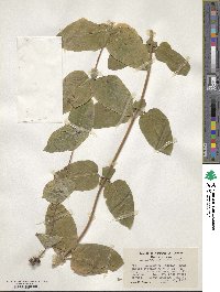 Lonicera hispidula image