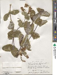 Lonicera hispidula image