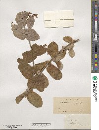 Lonicera hispidula image