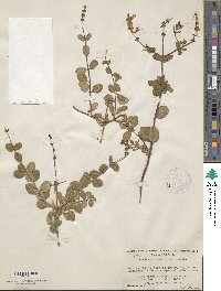 Lonicera interrupta image