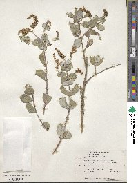 Lonicera interrupta image