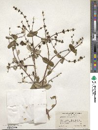 Lonicera interrupta image