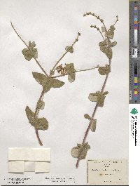 Lonicera interrupta image