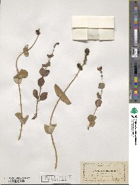 Lonicera interrupta image