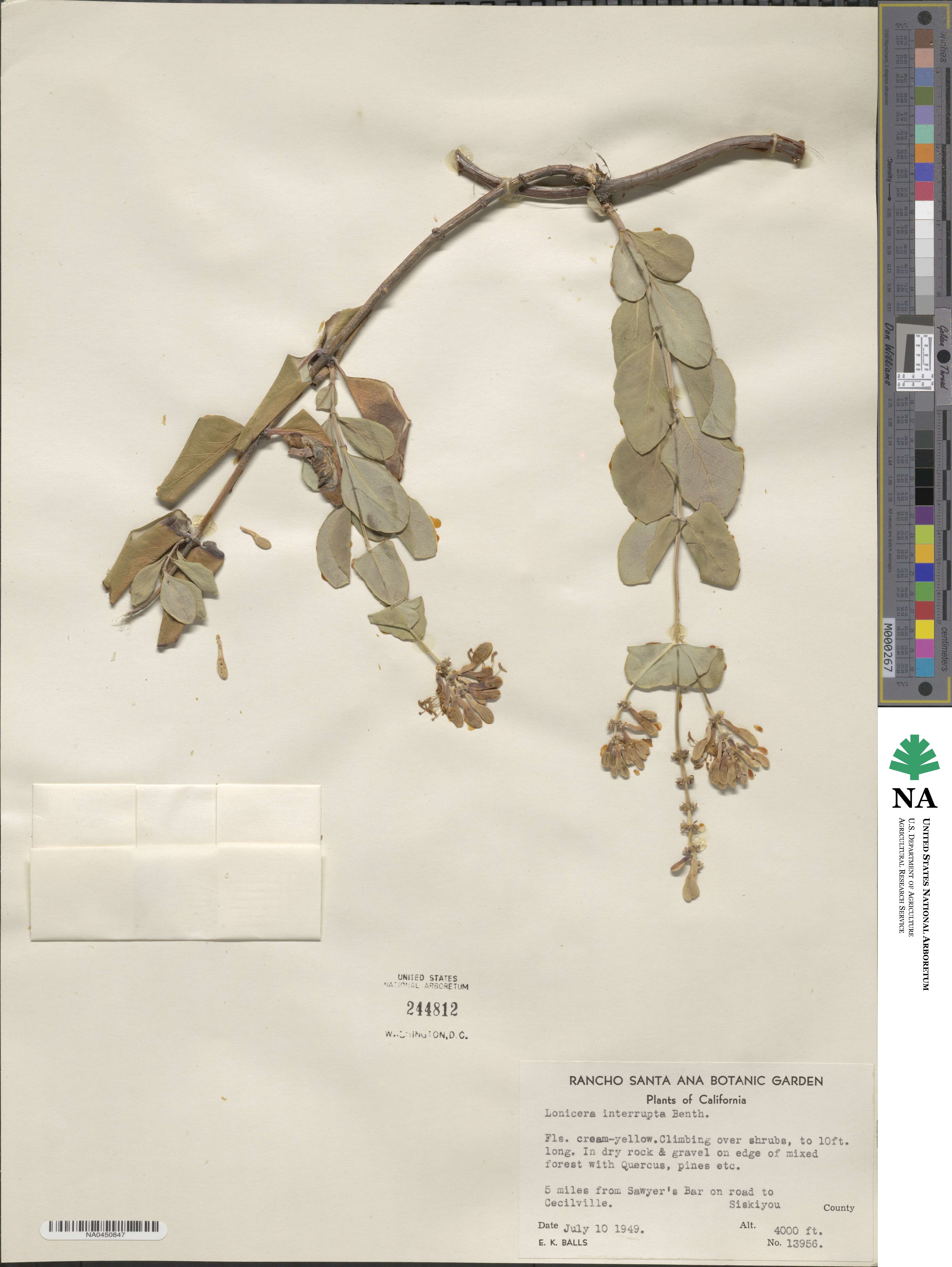 Lonicera interrupta image