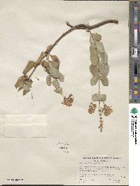 Lonicera interrupta image