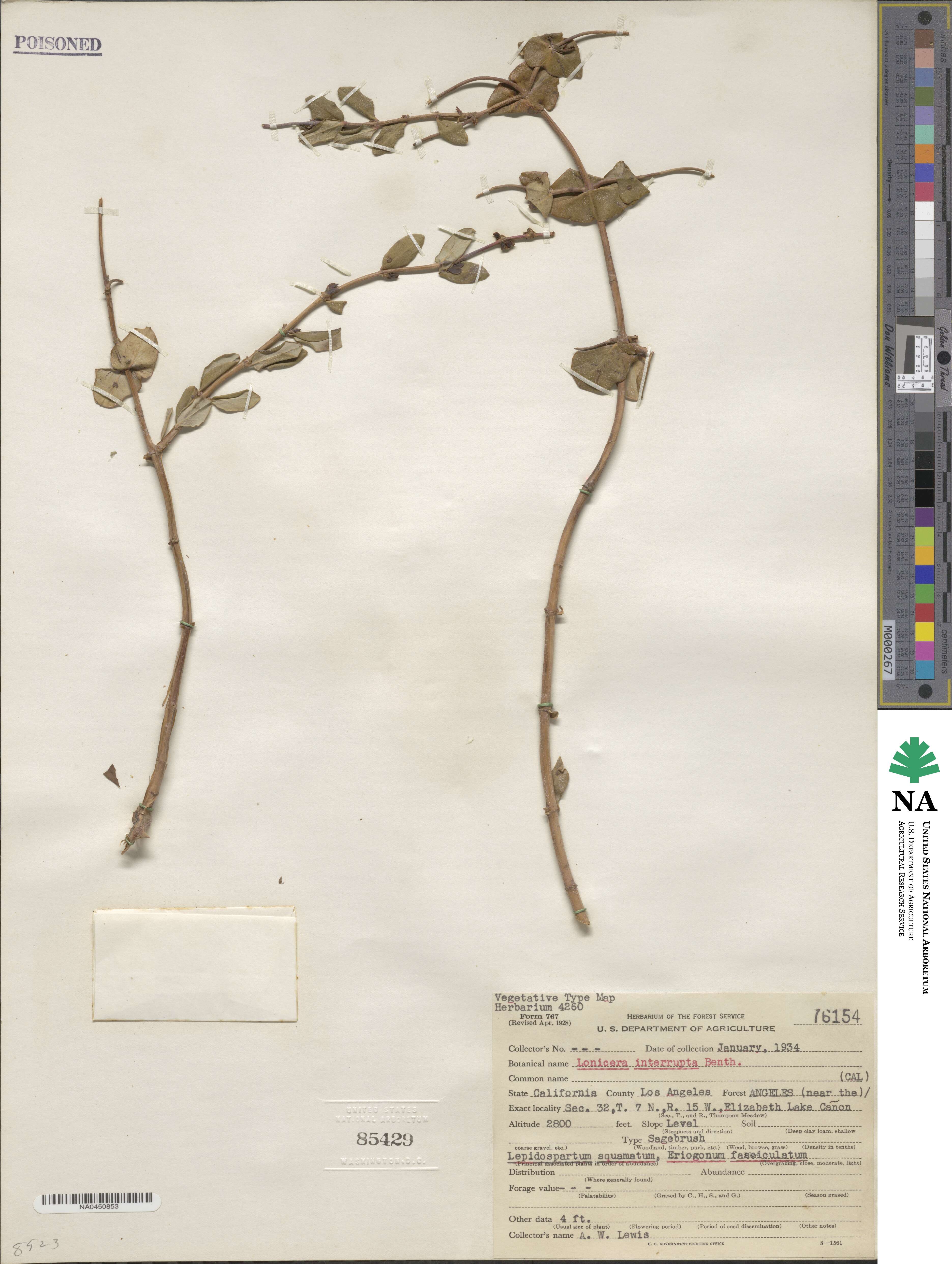 Lonicera interrupta image