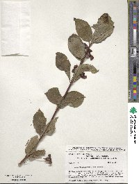 Lonicera involucrata image