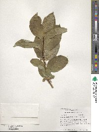 Lonicera involucrata image