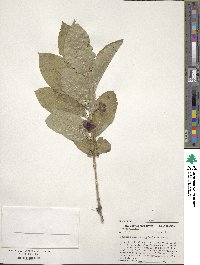 Lonicera involucrata image